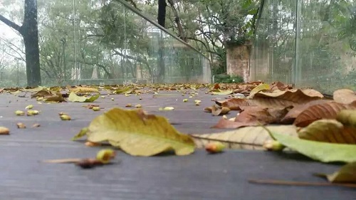 戶外竹木地板